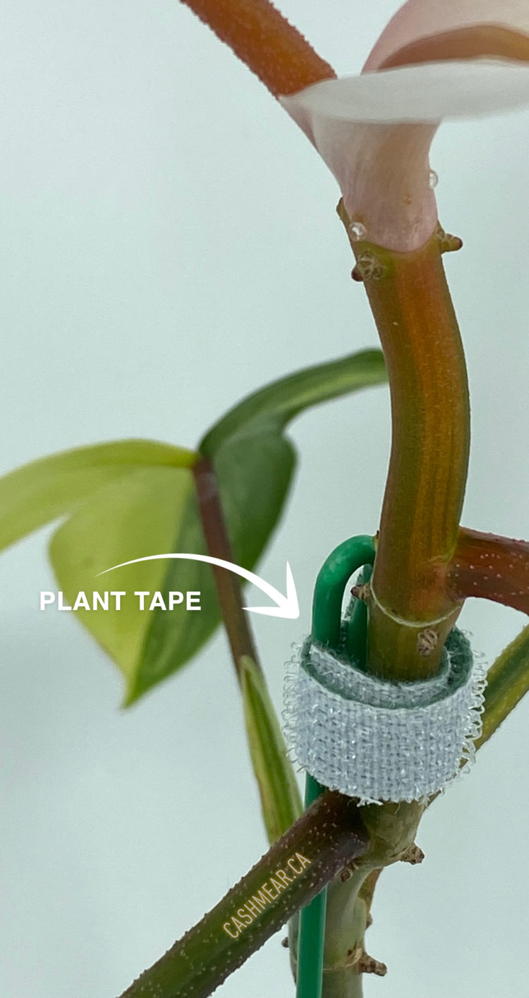 [Accessories] Plant Tape