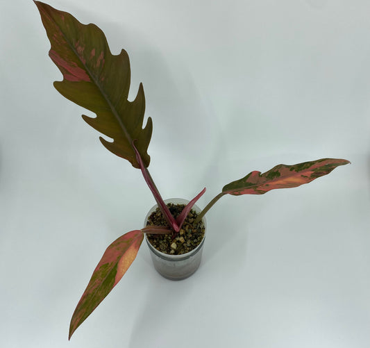 [Philodendron] Caramel Marble